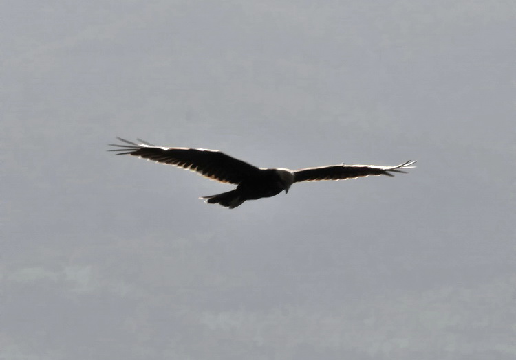 Falco di Palude - Circus aeruginosus
